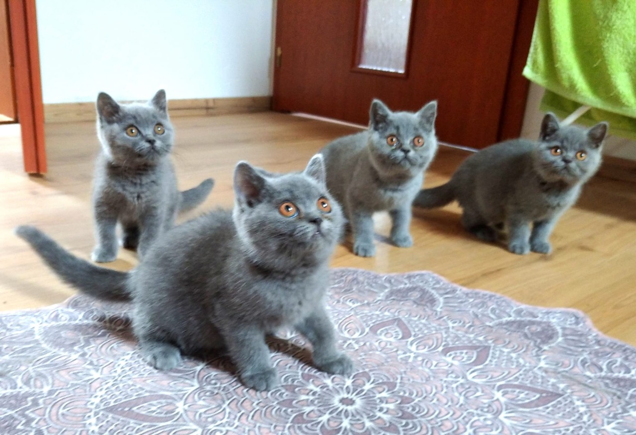 ♥ MAČIATKA - KITTENS ♥ :: British-Emotion-Slovakia *1/2007